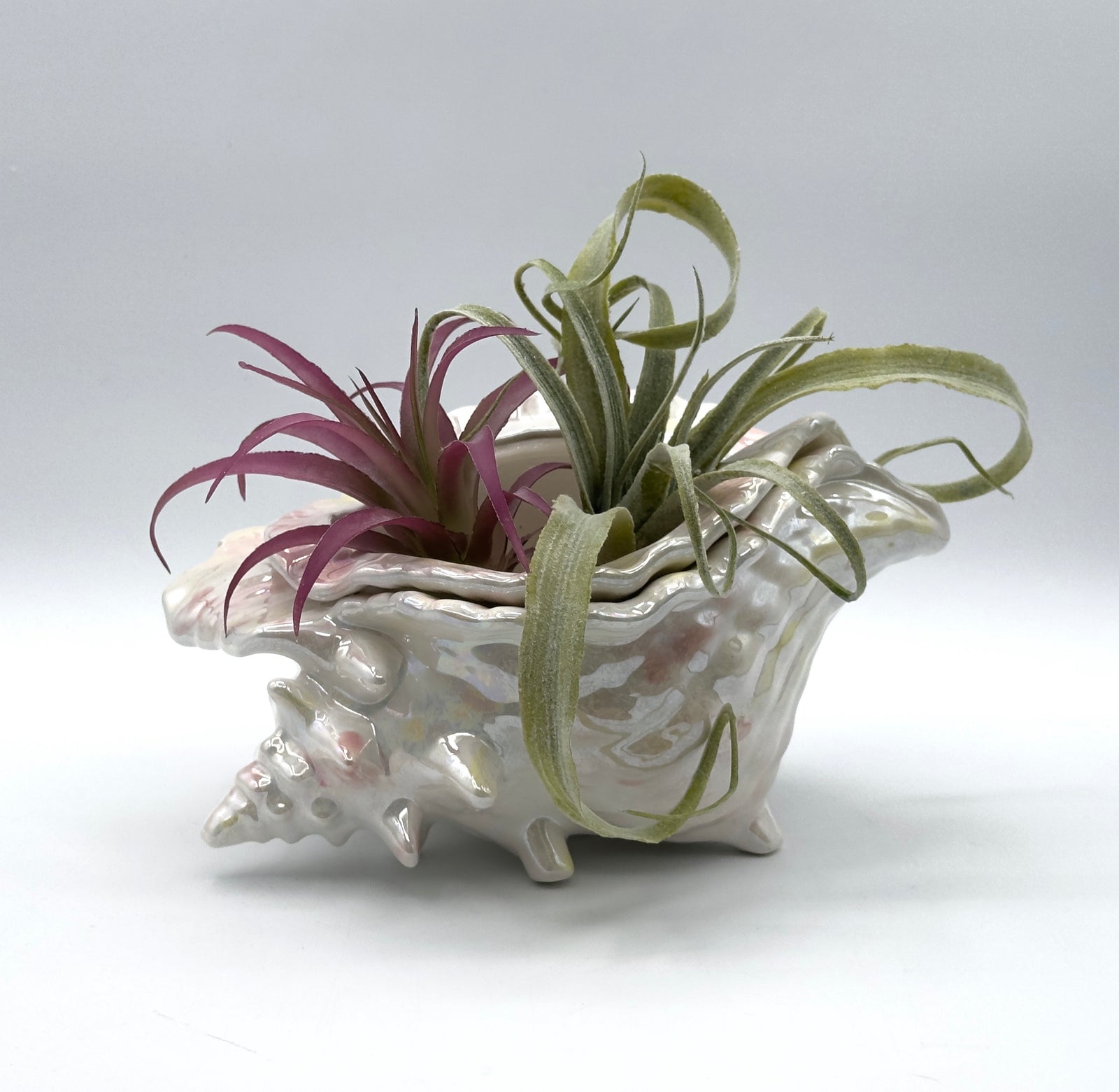 Shell Planter with African Violet Insert